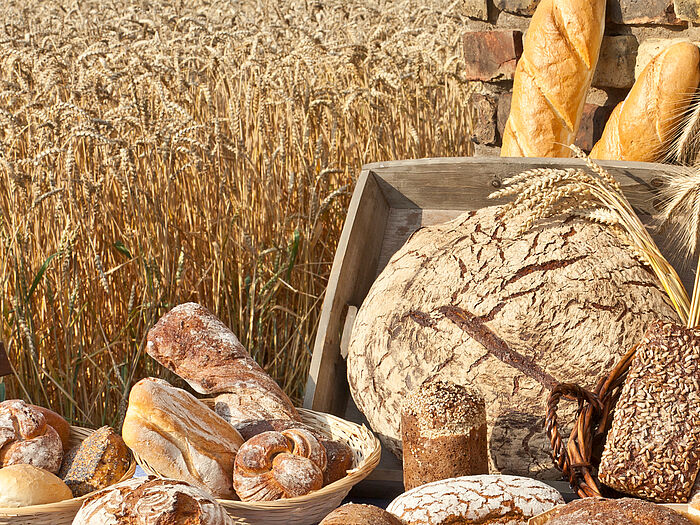 Brot im Kornfeld